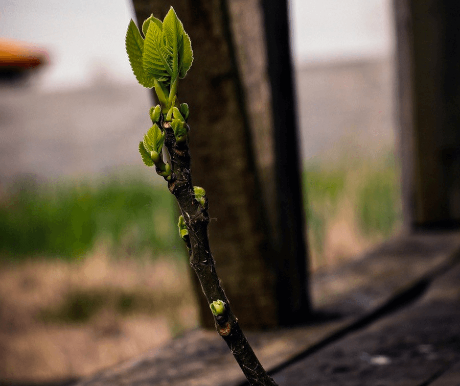 Plant growing through a crack