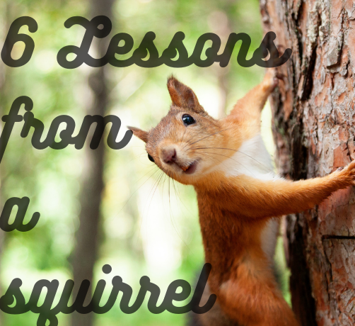 6 Lessons from Squirrel Watching – Motherless Daughters Ministry